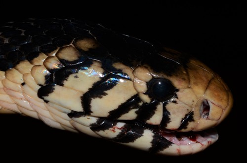 Forest Cobra
