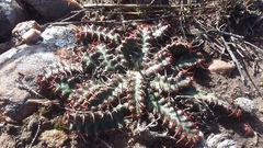 Euphorbia stellata