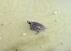 Trachemys scripta scripta