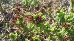 Crassula ericoides ericoides