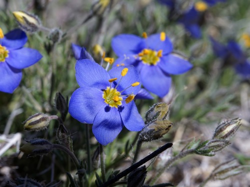 Image of Giliastrum acerosum by (c) Andrew Tree, some rights reserved (CC BY)