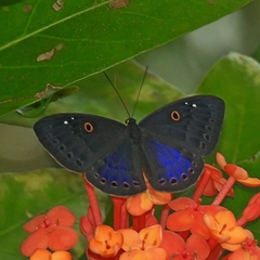 Eurybia molochina