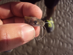 Iheringichthys labrosus