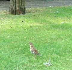 Turdus philomelos