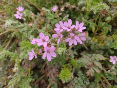 Erodium cicutarium