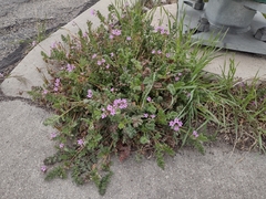 Erodium cicutarium