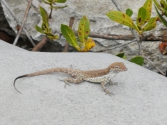 Anolis scriptus