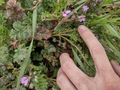 Erodium cicutarium