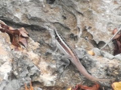 Leiocephalus psammodromus