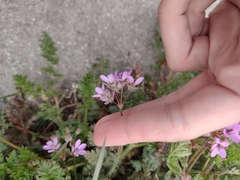 Erodium cicutarium