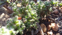 Trichodiadema intonsum