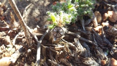 Trichodiadema intonsum