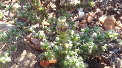 Trichodiadema intonsum