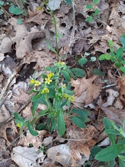 Lithospermum tuberosum