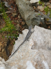 Anolis scriptus