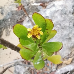 Borrichia arborescens