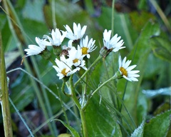 Senecio smithii
