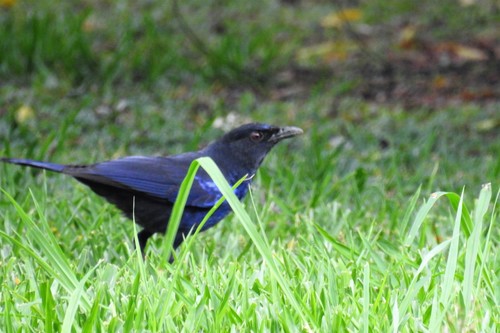 Taiwan Whistling Thrush (Myophonus insularis), photo 10