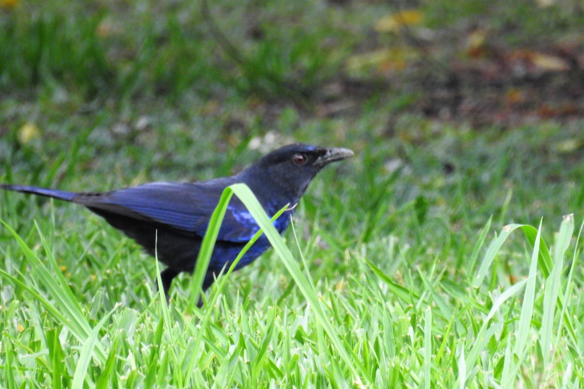 Taiwan Whistling Thrush