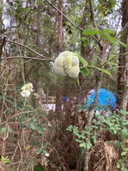 Exobasidium symploci