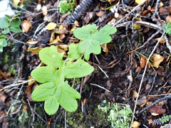 Macrachaenium gracile