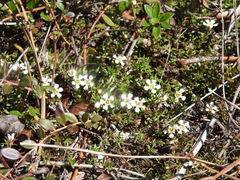 Pyxidanthera barbulata