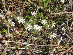 Pyxidanthera barbulata