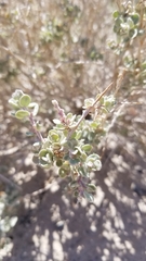 Grayia spinosa