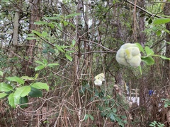 Exobasidium symploci