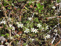 Pyxidanthera barbulata
