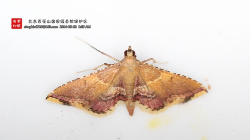 Endotricha olivacealis Bremer, 1864