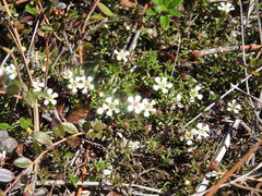 Pyxidanthera barbulata