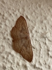 Scopula irrorata