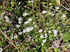 Pyxidanthera barbulata