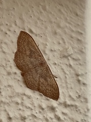 Scopula irrorata