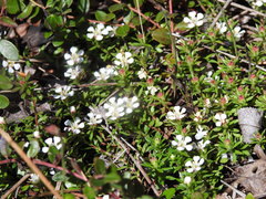 Pyxidanthera barbulata