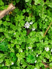 Stellaria serpyllifolia