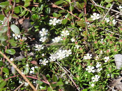 Pyxidanthera barbulata