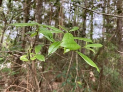 Exobasidium symploci