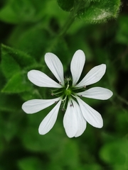 Stellaria serpyllifolia