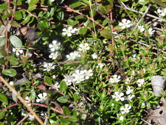 Pyxidanthera barbulata