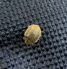 Epilachna obscurella