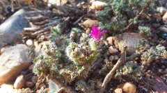 Trichodiadema intonsum