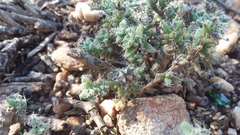 Trichodiadema intonsum