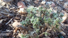 Trichodiadema intonsum