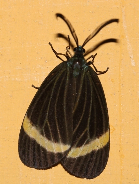 Pidorus circe