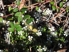 Pyxidanthera barbulata