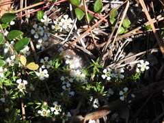 Pyxidanthera barbulata