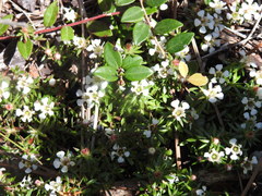 Pyxidanthera barbulata