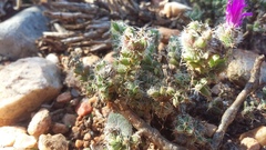 Trichodiadema intonsum